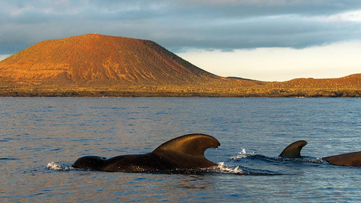 Pilot whales breaching the surface of the water in Tenerife